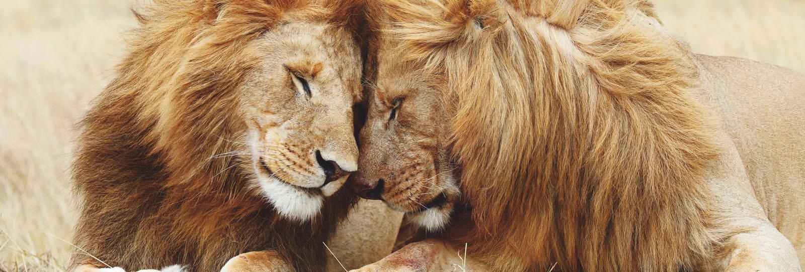 Wandbild »Löwenliebe«