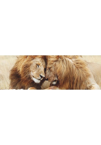 Reinders! Wandbild »Löwenliebe« kaufen