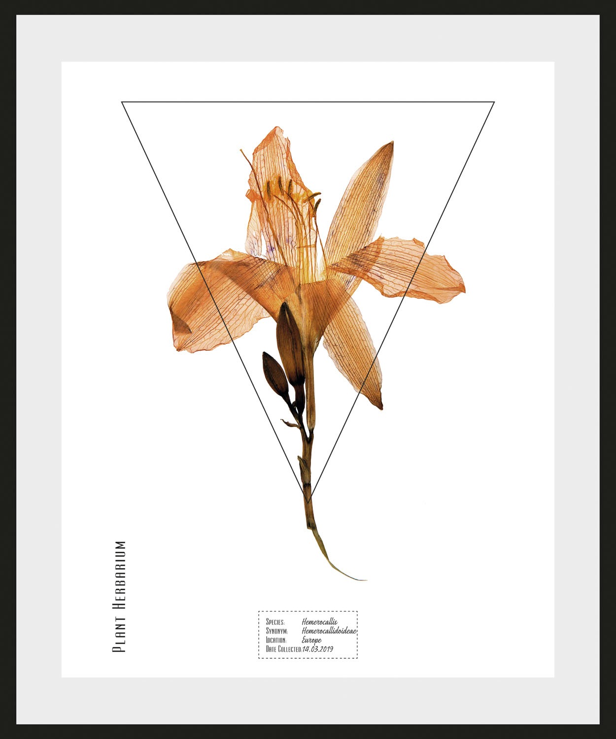 Image of queence Bild »Hemerocallis«, (1 St.) bei Ackermann Versand Schweiz