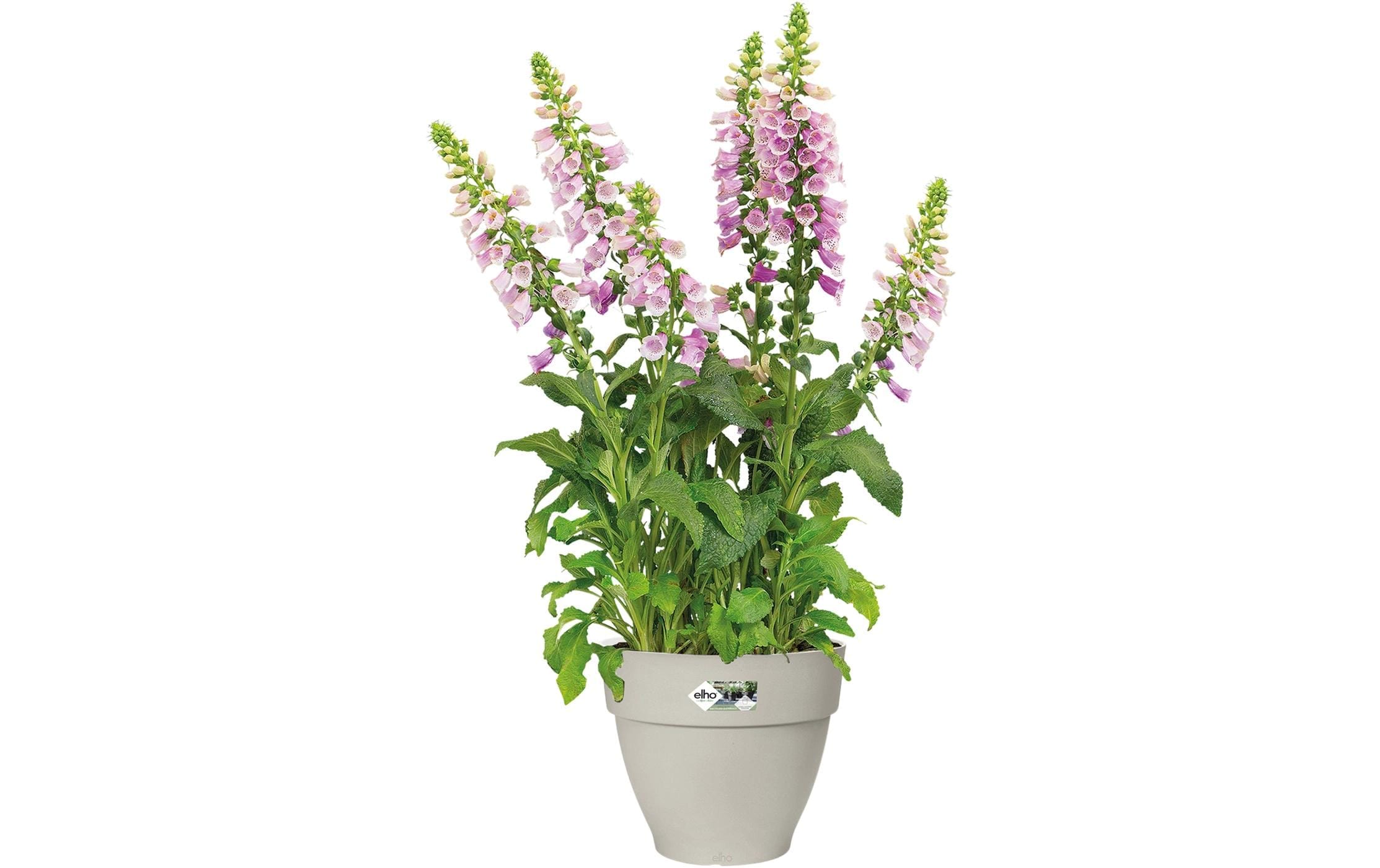 Elho Pot de fleurs »Vibia Campana Rund 35 cm«