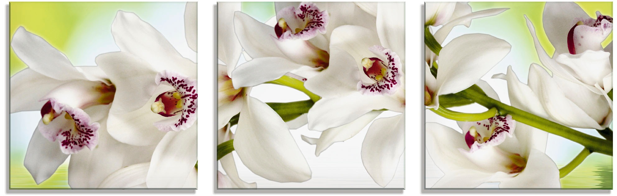Image of Artland Glasbild »Weisse Orchidee«, Blumen, (3 St.) bei Ackermann Versand Schweiz