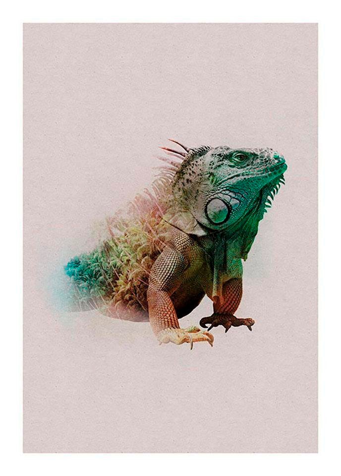 Image of Komar Poster »Animals Paradise Iguana«, Tiere, Höhe: 70cm bei Ackermann Versand Schweiz