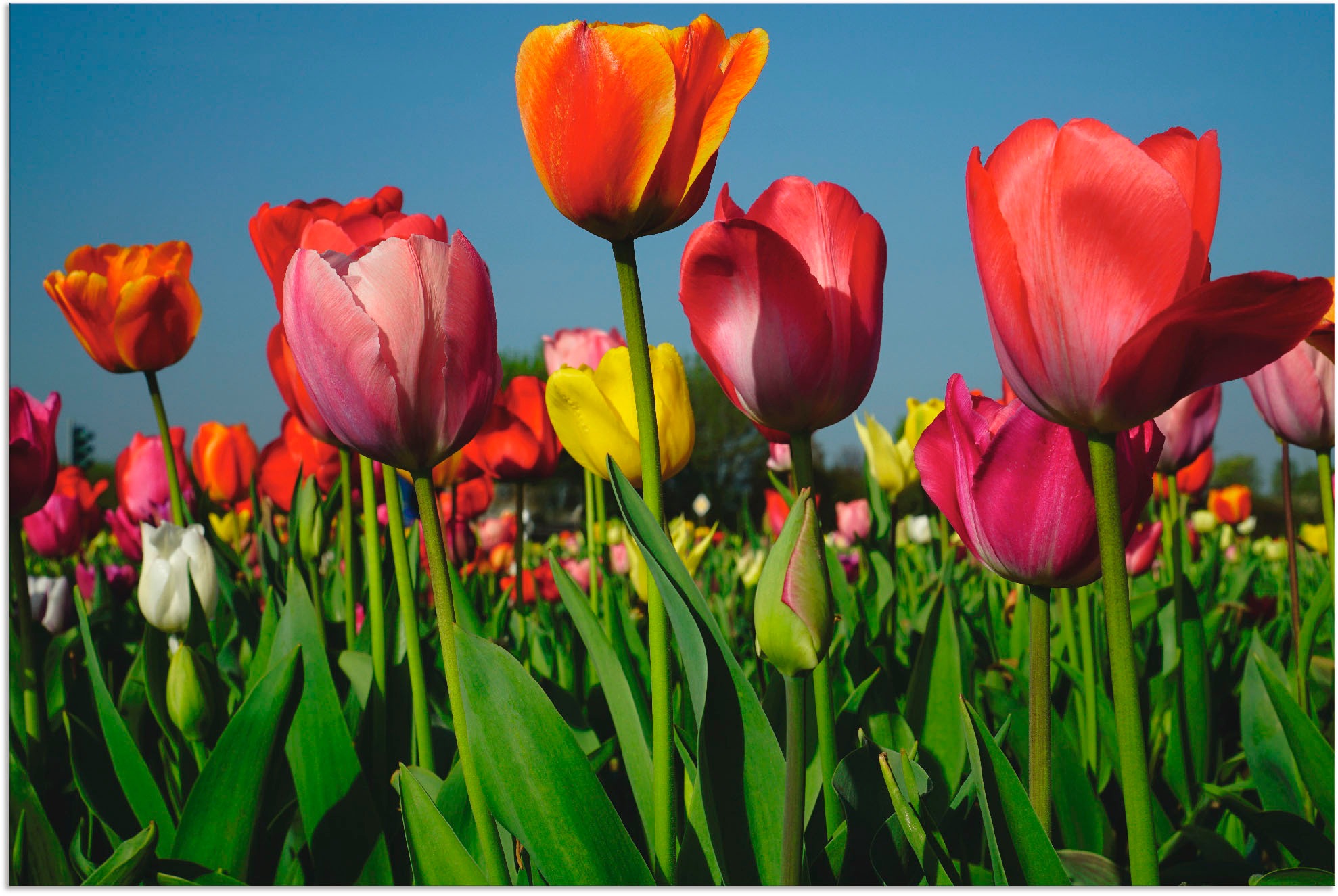 Image of Artland Wandbild »Buntes Tulpenfeld«, Blumen, (1 St.), in vielen Grössen & Produktarten - Alubild / Outdoorbild für den Aussenbereich, Leinwandbild, Poster, Wandaufkleber / Wandtattoo auch für Badezimmer geeignet bei Ackermann Versand Schweiz