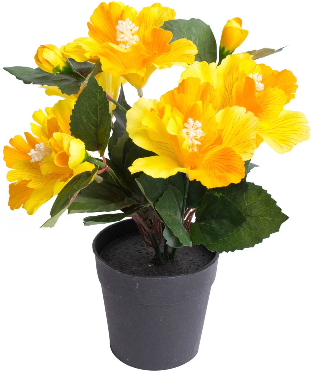 Botanic-Haus Kunstblume »Hibiskus im Topf« kaufen jetzt