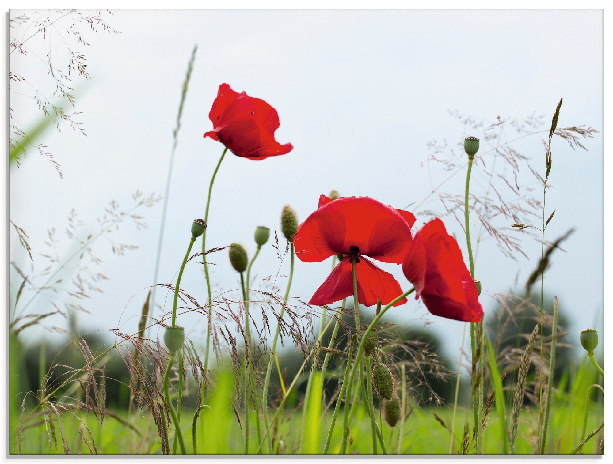 Image of Artland Glasbild "Mohnblumen I" Blumen 1 Stk. tlg. in verschiedenen Grössen