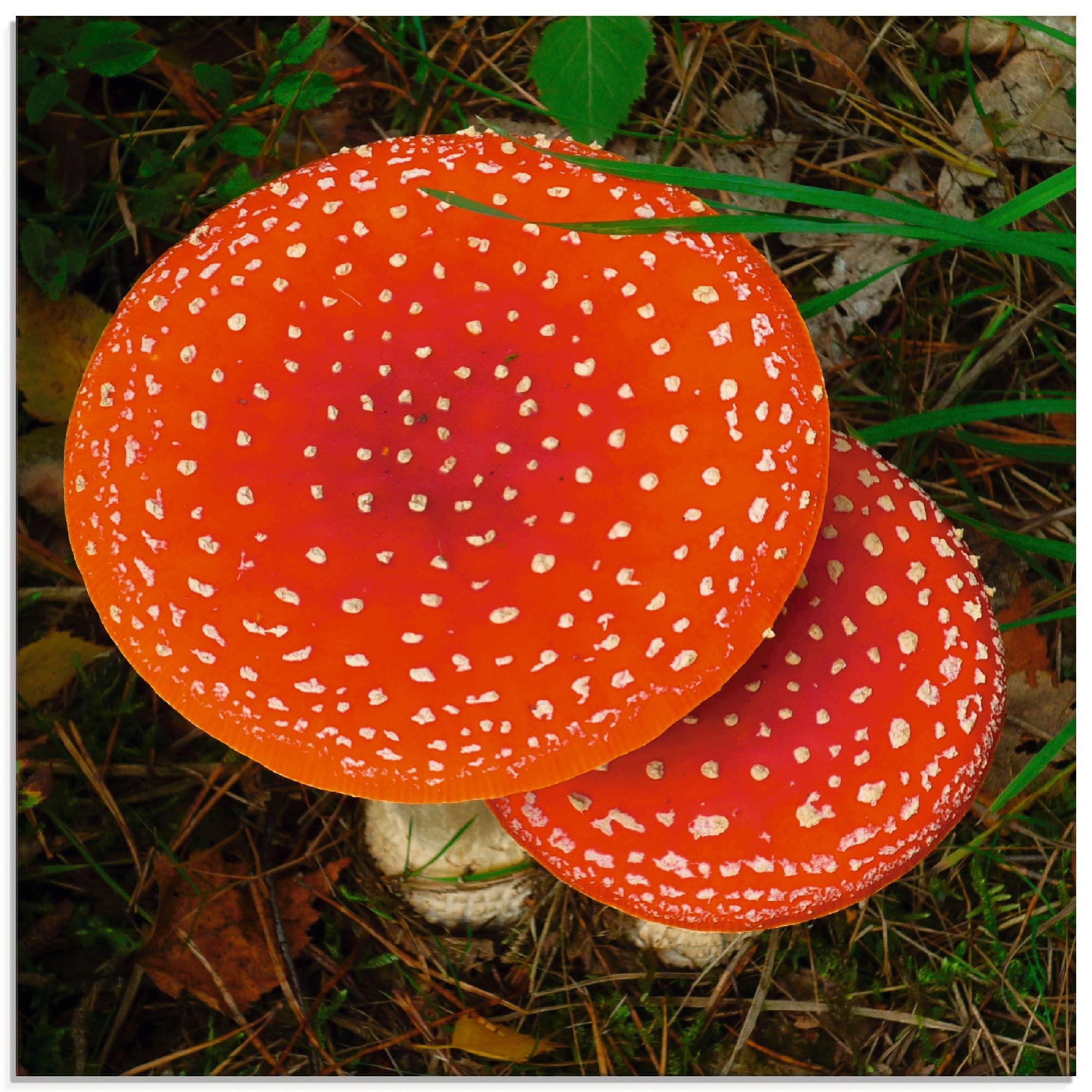 Image of Artland Glasbild »Glückspilze«, Pflanzen, (1 St.) bei Ackermann Versand Schweiz