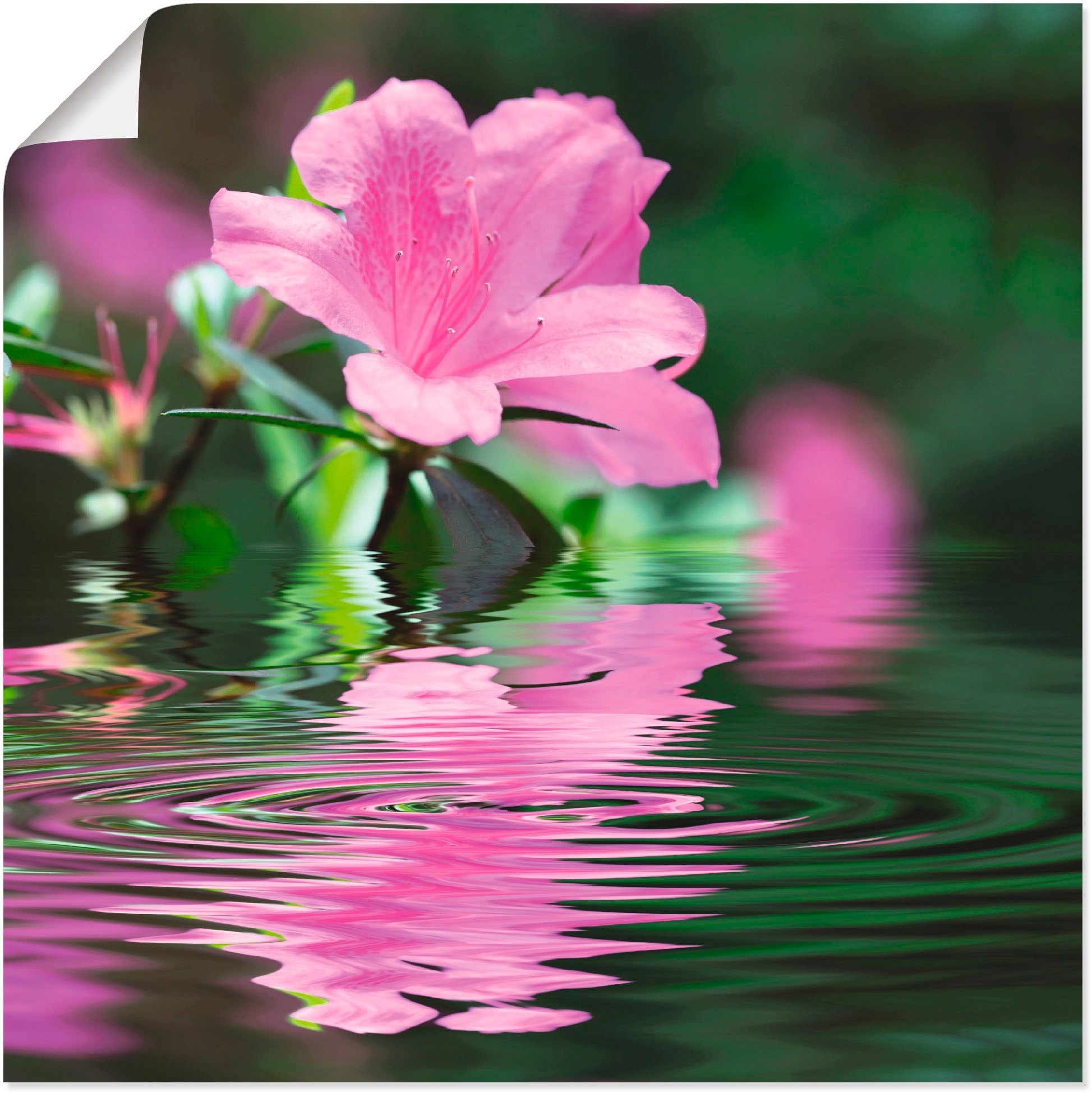 Image of Artland Wandbild »Azalee«, Blumen, (1 St.), in vielen Grössen & Produktarten - Alubild / Outdoorbild für den Aussenbereich, Leinwandbild, Poster, Wandaufkleber / Wandtattoo auch für Badezimmer geeignet bei Ackermann Versand Schweiz