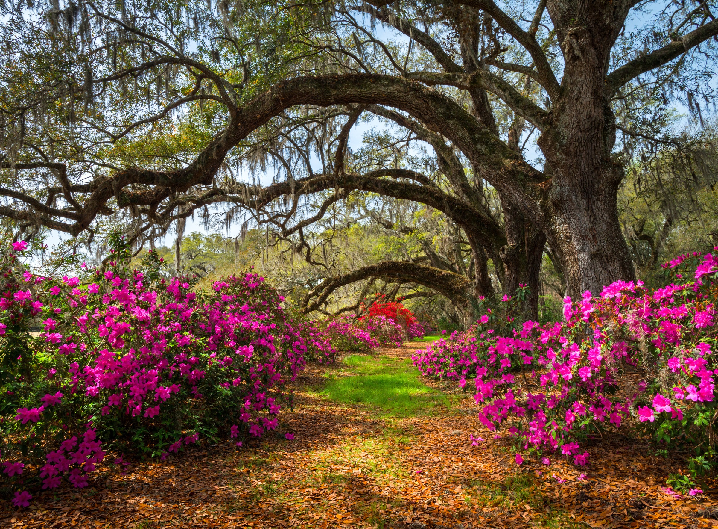 Image of Papermoon Fototapete "Spring Flowers and Oaktrees" glatt
