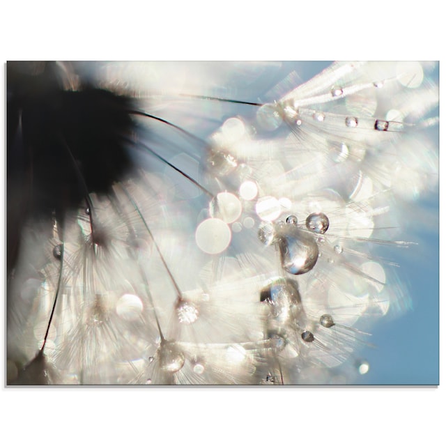 Artland Glasbild »Pusteblume Engelflügel«, Blumen, (1 St.), in verschiedenen  Grössen günstig kaufen