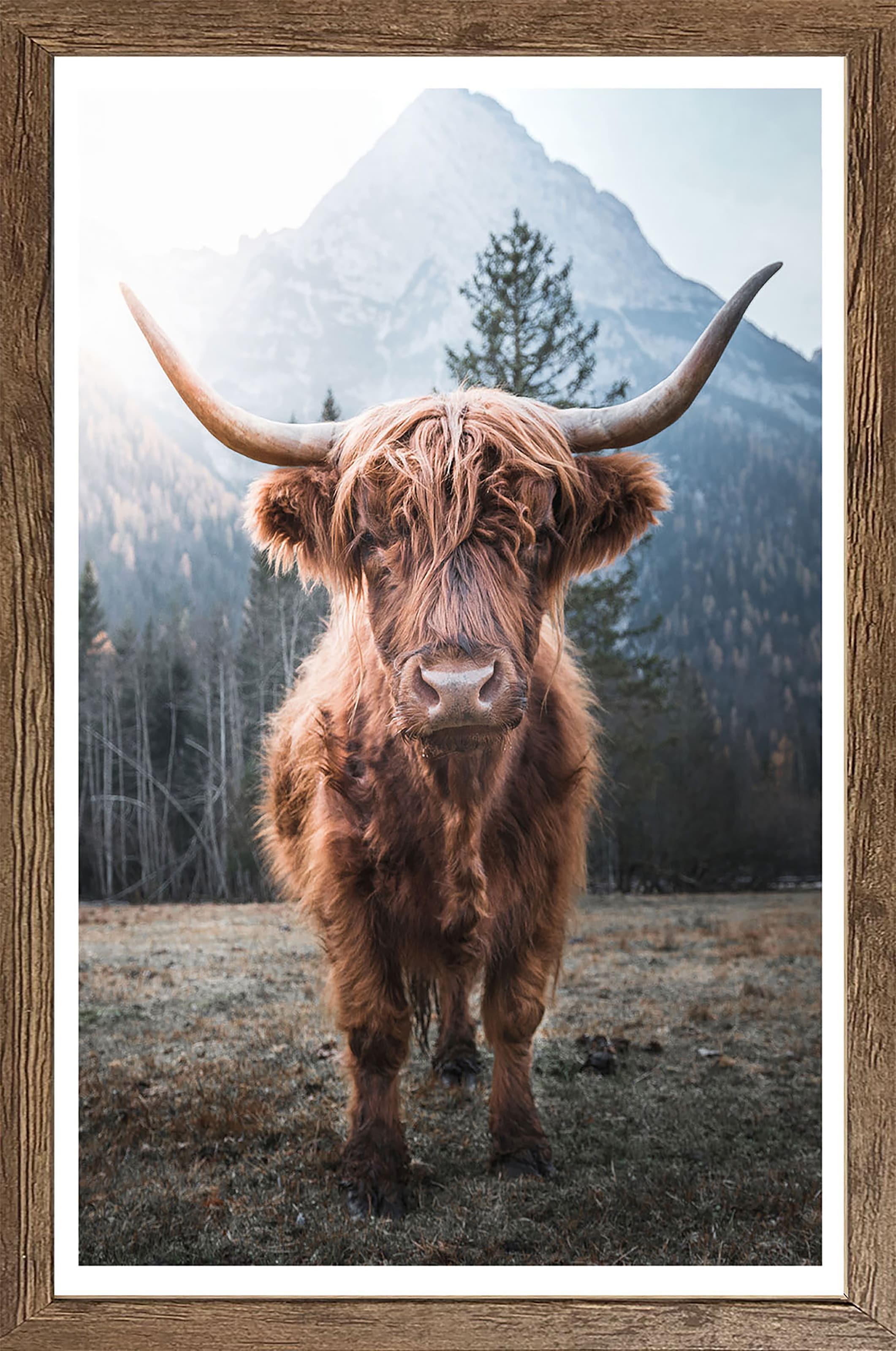 Image of Bönninghoff Bild mit Rahmen "Wandbild gerahmt HOCHLANDRIND 50x70 cm – Rustikale Tierdeko aus den" Berge Hochlandrind Landschaft Natur Tiere 1 Stk. tlg. mit dekorativem Rahmen