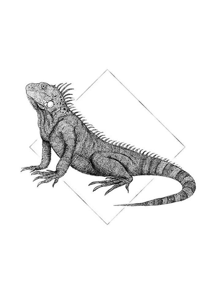 Image of Komar Poster »Iguana White«, Tiere, Höhe: 40cm bei Ackermann Versand Schweiz