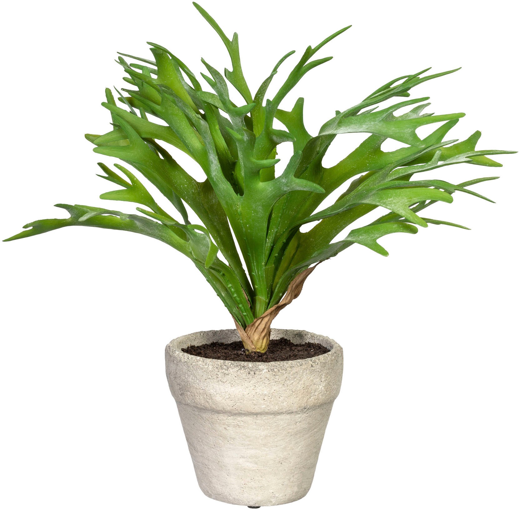 Image of Creativ green Künstliche Zimmerpflanze »Geweihfarn«, (1 St.), im Zementtopf bei Ackermann Versand Schweiz
