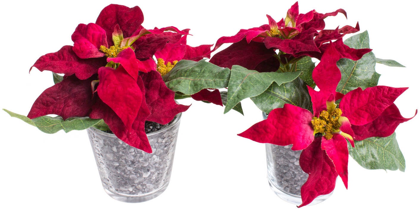 Image of Botanic-Haus Künstliche Zimmerpflanze »Poinsettien-Arrangement«, (Set, 2 St.) bei Ackermann Versand Schweiz