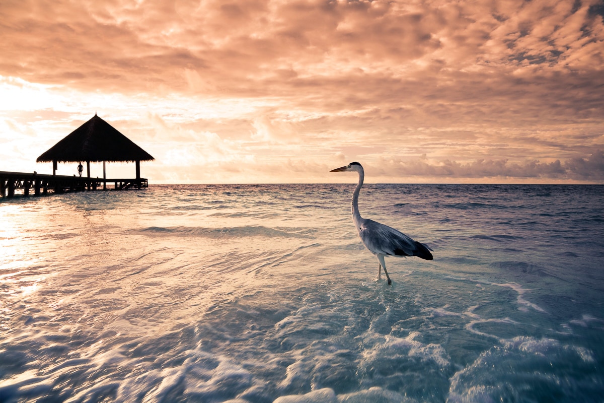 Image of Papermoon Fototapete "Flamingo Tropical Beach"