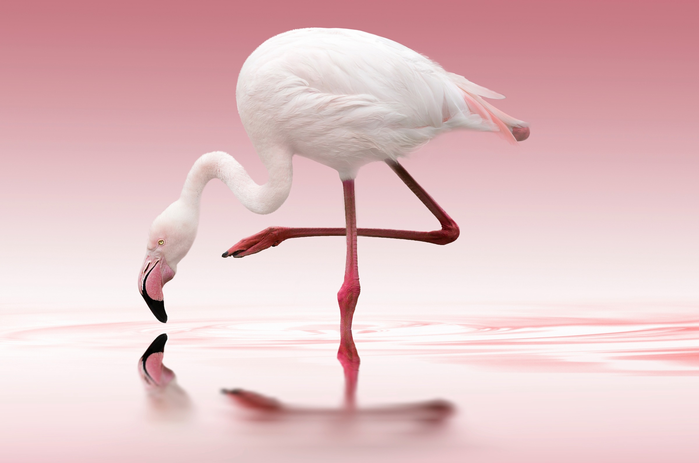 Image of Papermoon Fototapete »Photo-Art DORIS REINDL, FLAMINGO«, Vliestapete, hochwertiger Digitaldruck, inklusive Kleister bei Ackermann Versand Schweiz
