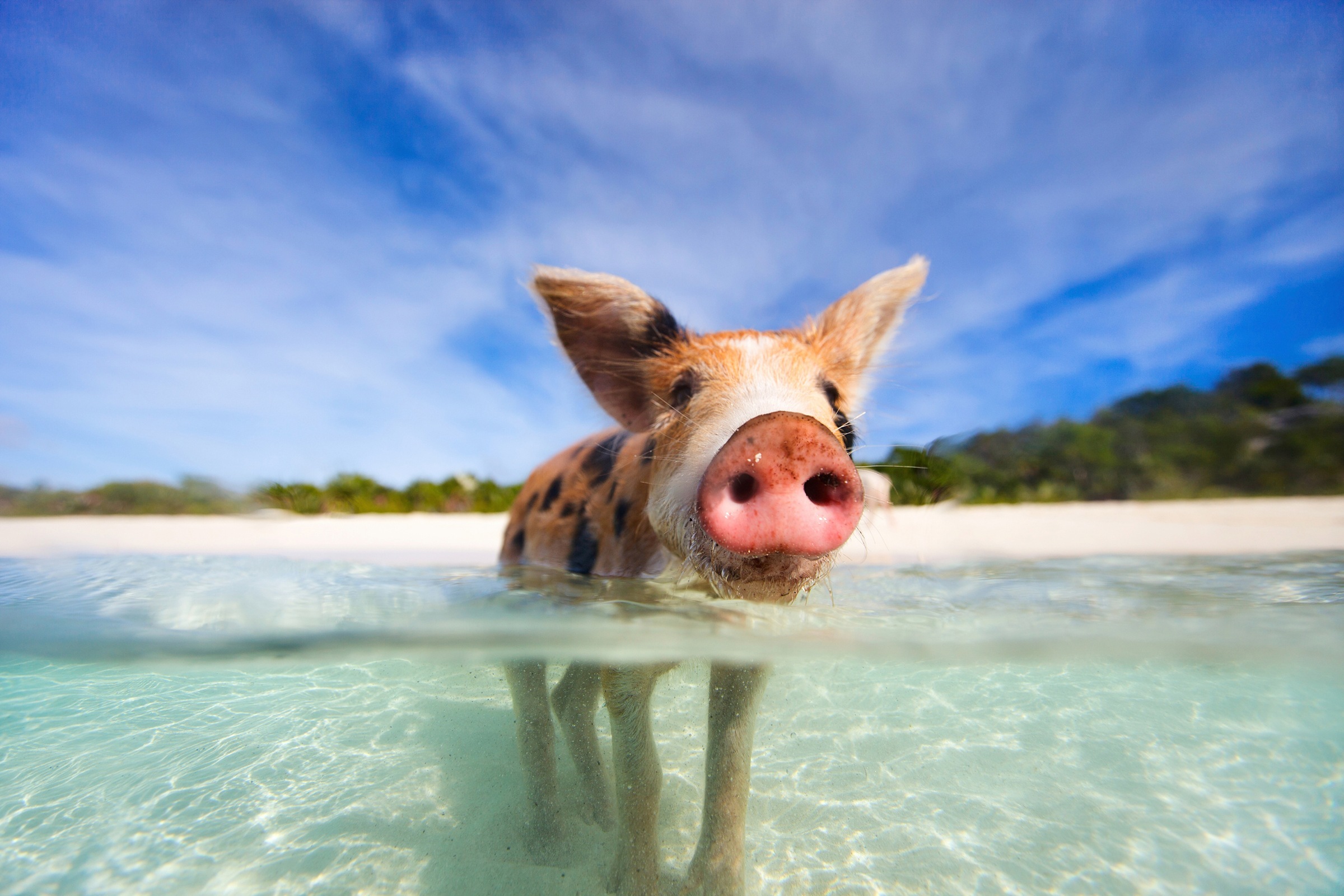 Image of Papermoon Fototapete "FERKEL-SCHWEIN TIER SCHWIMMEN HUMOR STRAND SÜDSEE PALME"