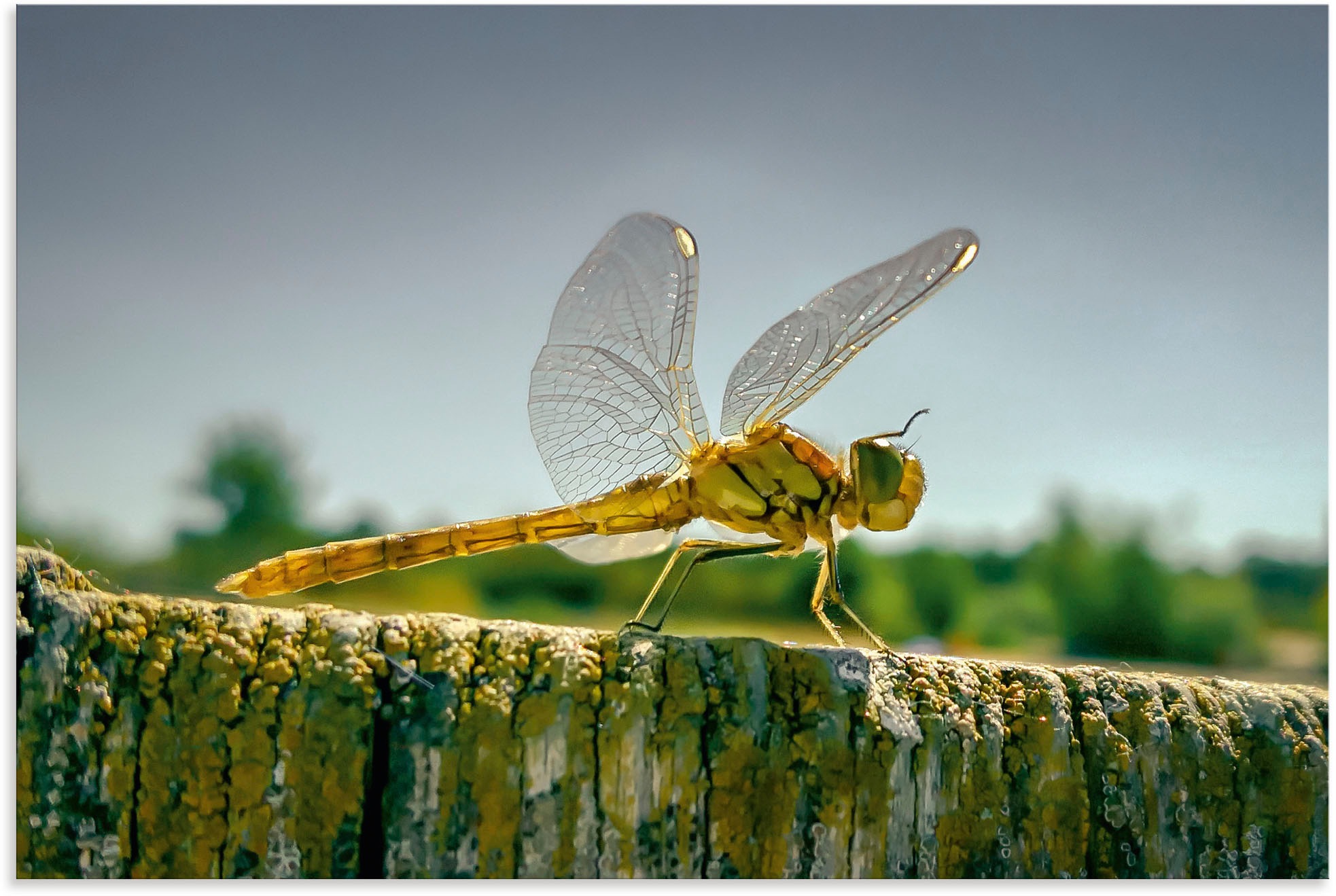 Image of Artland Wandbild »Libelle Nahaufnahme«, Insekten, (1 St.), in vielen Grössen & Produktarten - Alubild / Outdoorbild für den Aussenbereich, Leinwandbild, Poster, Wandaufkleber / Wandtattoo auch für Badezimmer geeignet bei Ackermann Versand Schweiz