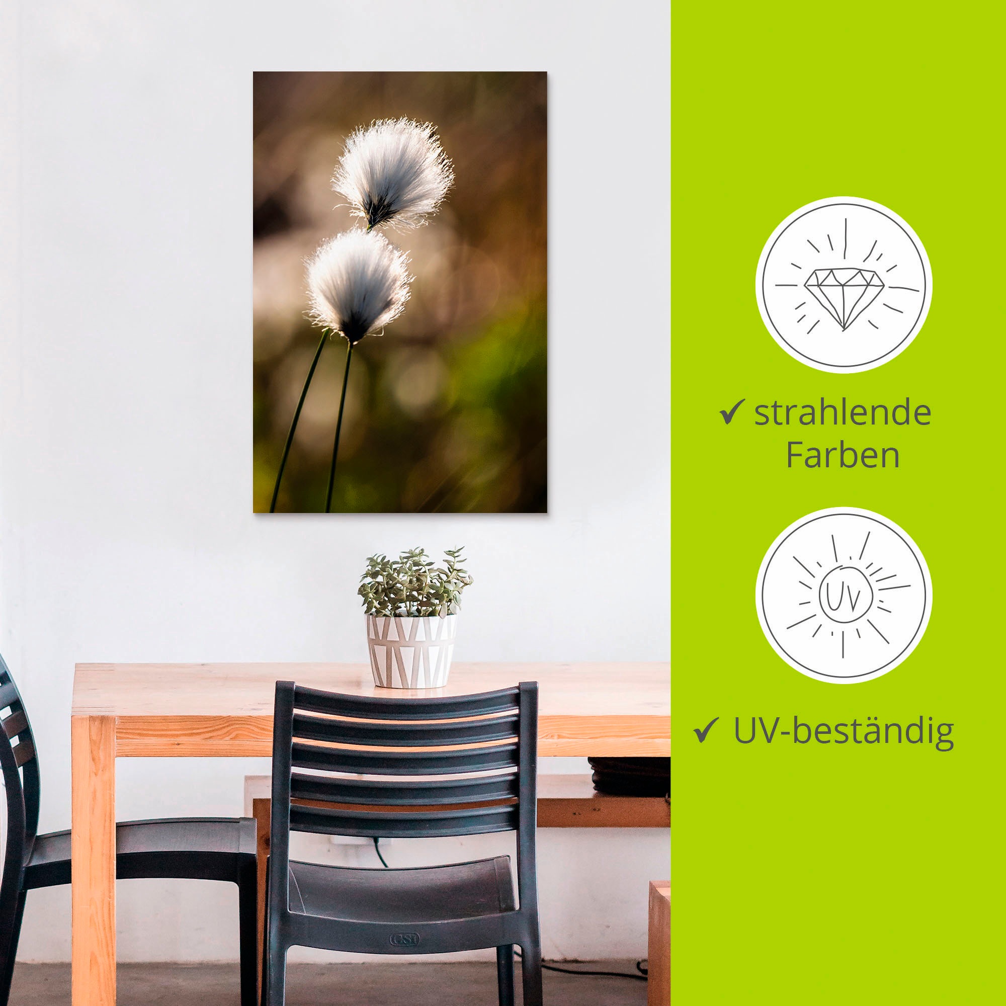 Artland Wandbild »Wollgras I«, Gräser, (1 St.), als Alubild, Outdoorbild, Leinwandbild, Poster in verschied. Grössen