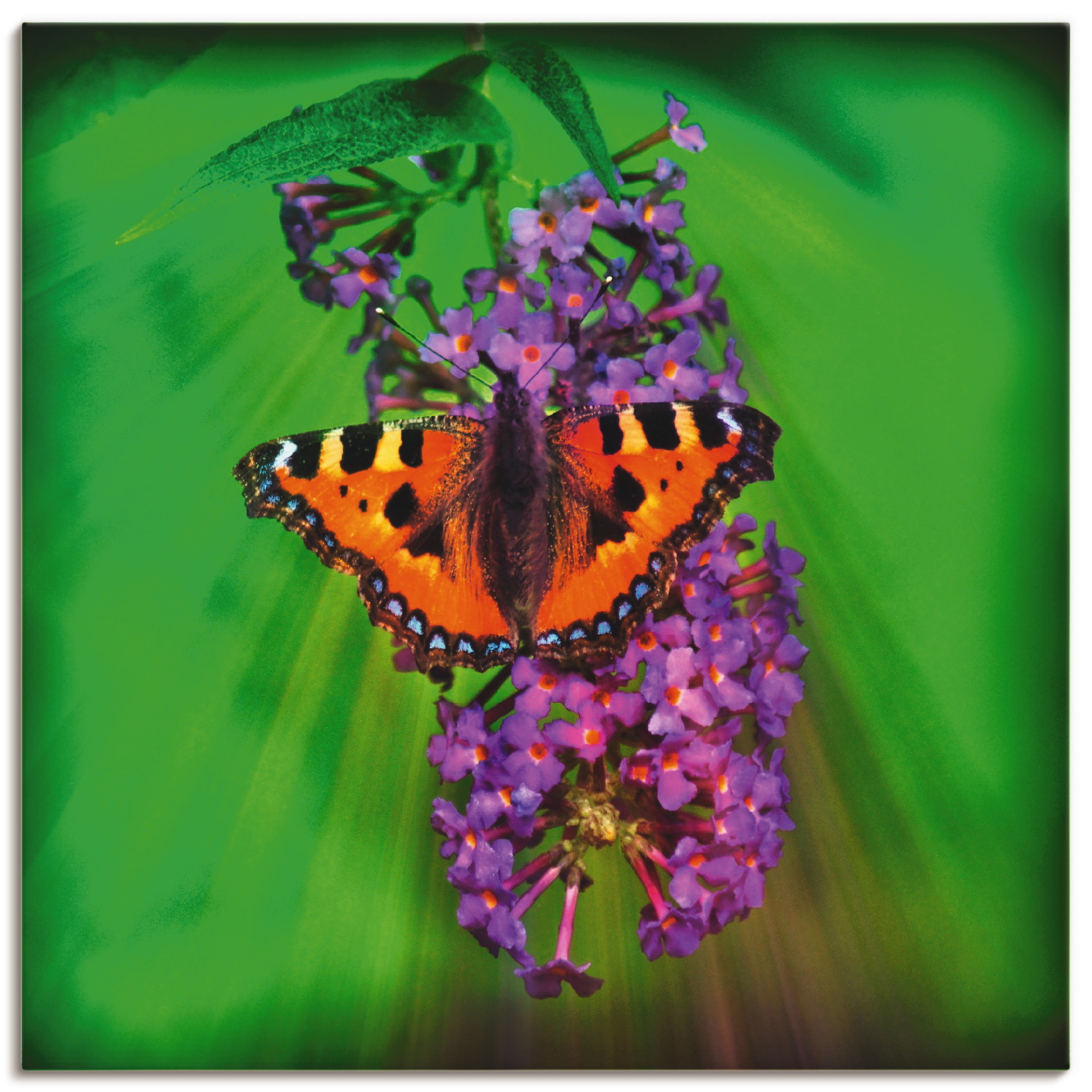 Image of Artland Wandbild »Kleiner Fuchs im Sonnenstrahl«, Insekten, (1 St.), in vielen Grössen & Produktarten - Alubild / Outdoorbild für den Aussenbereich, Leinwandbild, Poster, Wandaufkleber / Wandtattoo auch für Badezimmer geeignet bei Ackermann Versand Schwei