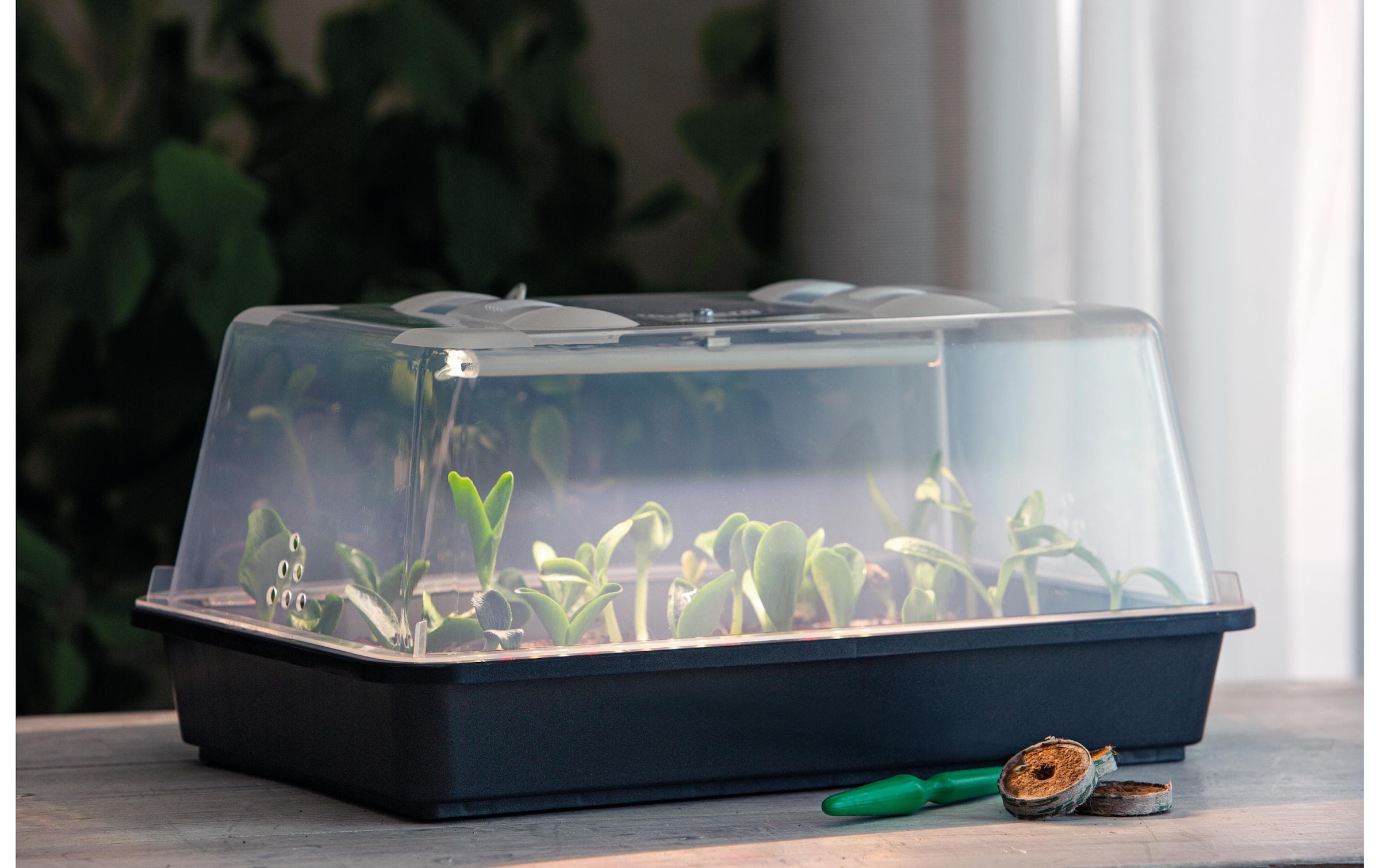   Plateau d'éveil »Romberg Gewächshaus Lumio M LED«