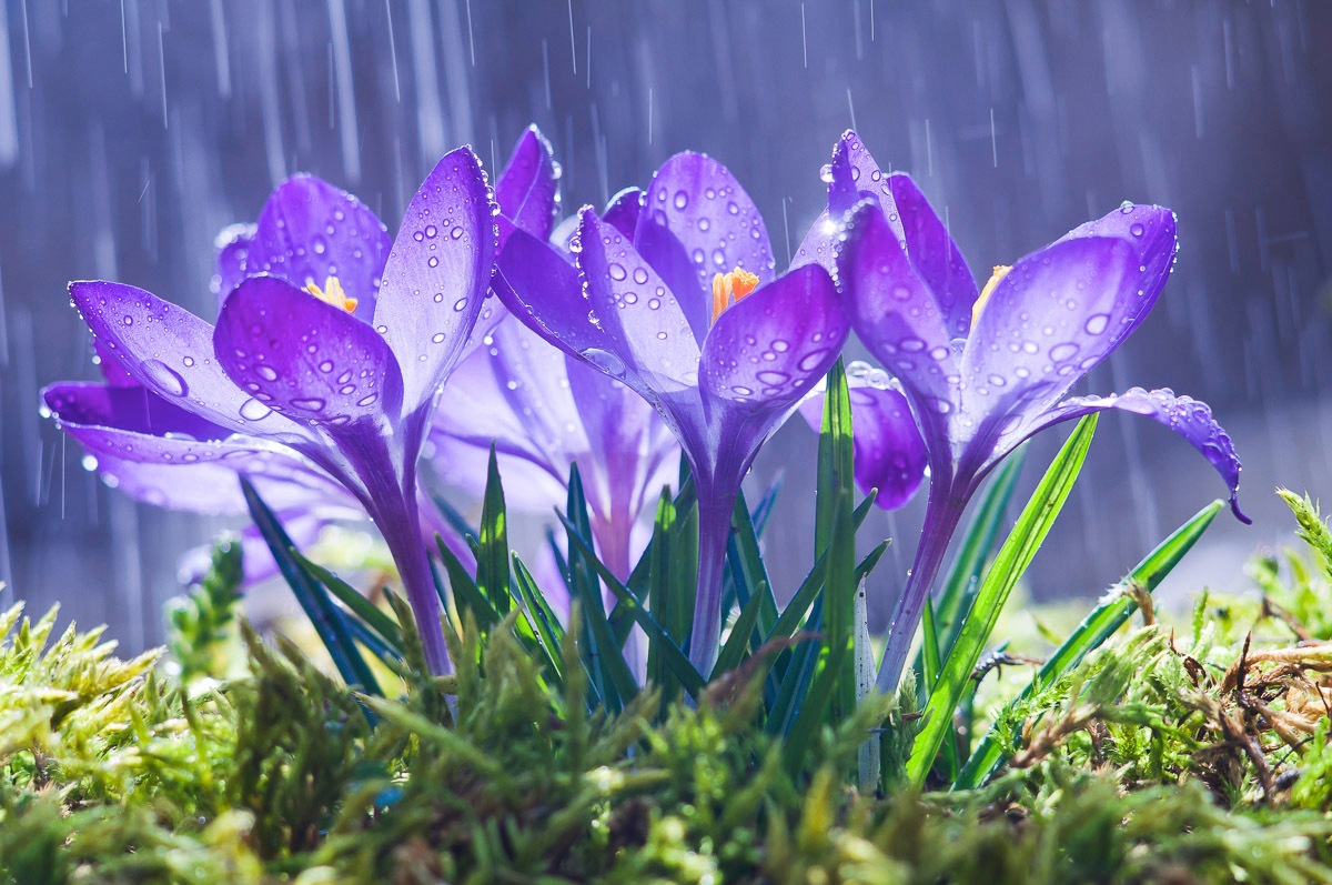 Image of Papermoon Fototapete "Blumen im Regen"