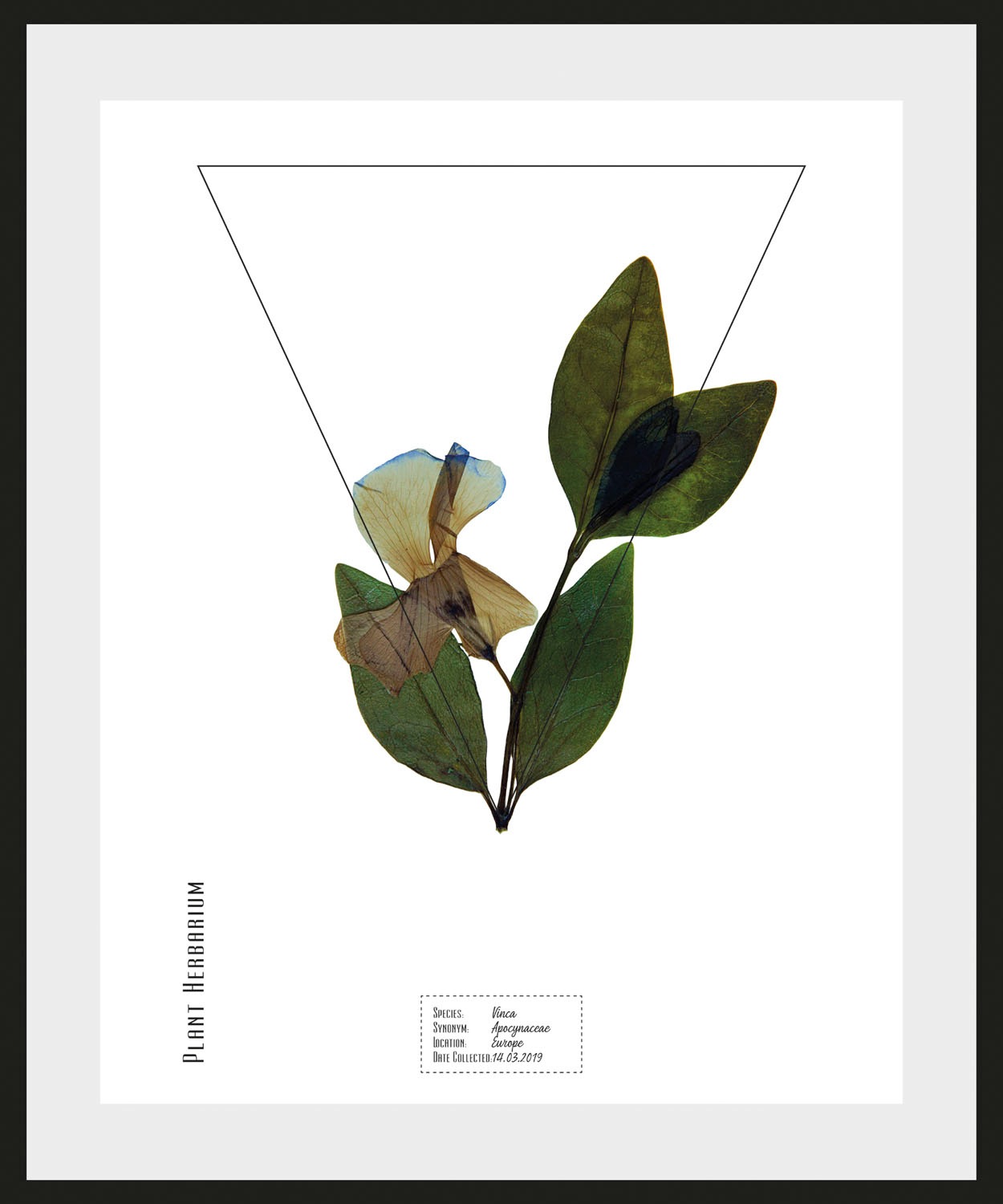 Image of queence Bild »Vinca«, (1 St.) bei Ackermann Versand Schweiz