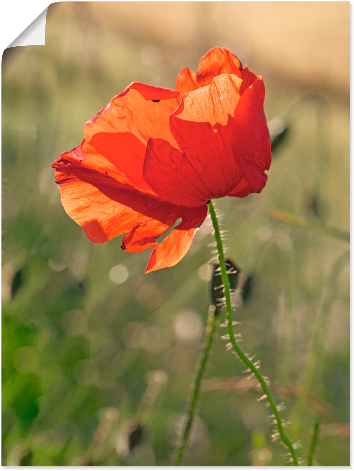 Image of Artland Wandbild »Mohnblume«, Blumen, (1 St.), in vielen Grössen & Produktarten - Alubild / Outdoorbild für den Aussenbereich, Leinwandbild, Poster, Wandaufkleber / Wandtattoo auch für Badezimmer geeignet bei Ackermann Versand Schweiz