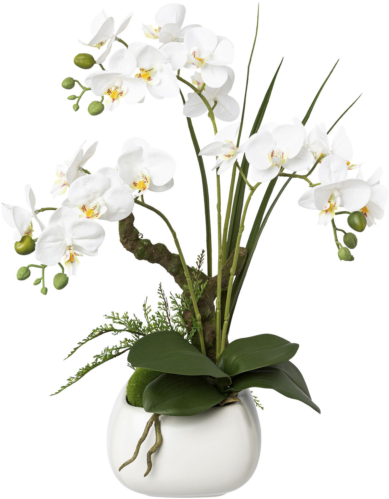 Kunstorchidee »Phalaenopsis« kaufen Creativ green