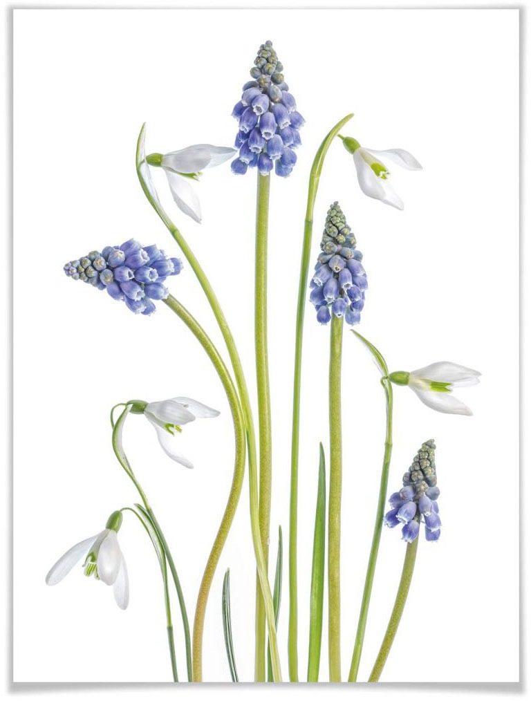 Image of Wall-Art Poster »Frühjahrsblüher«, Blumen, (1 St.) bei Ackermann Versand Schweiz