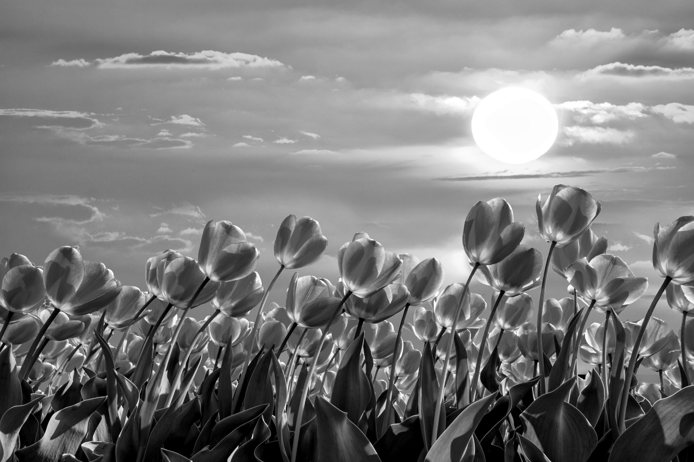 Image of Papermoon Fototapete "Blumen Schwarz & Weiss"