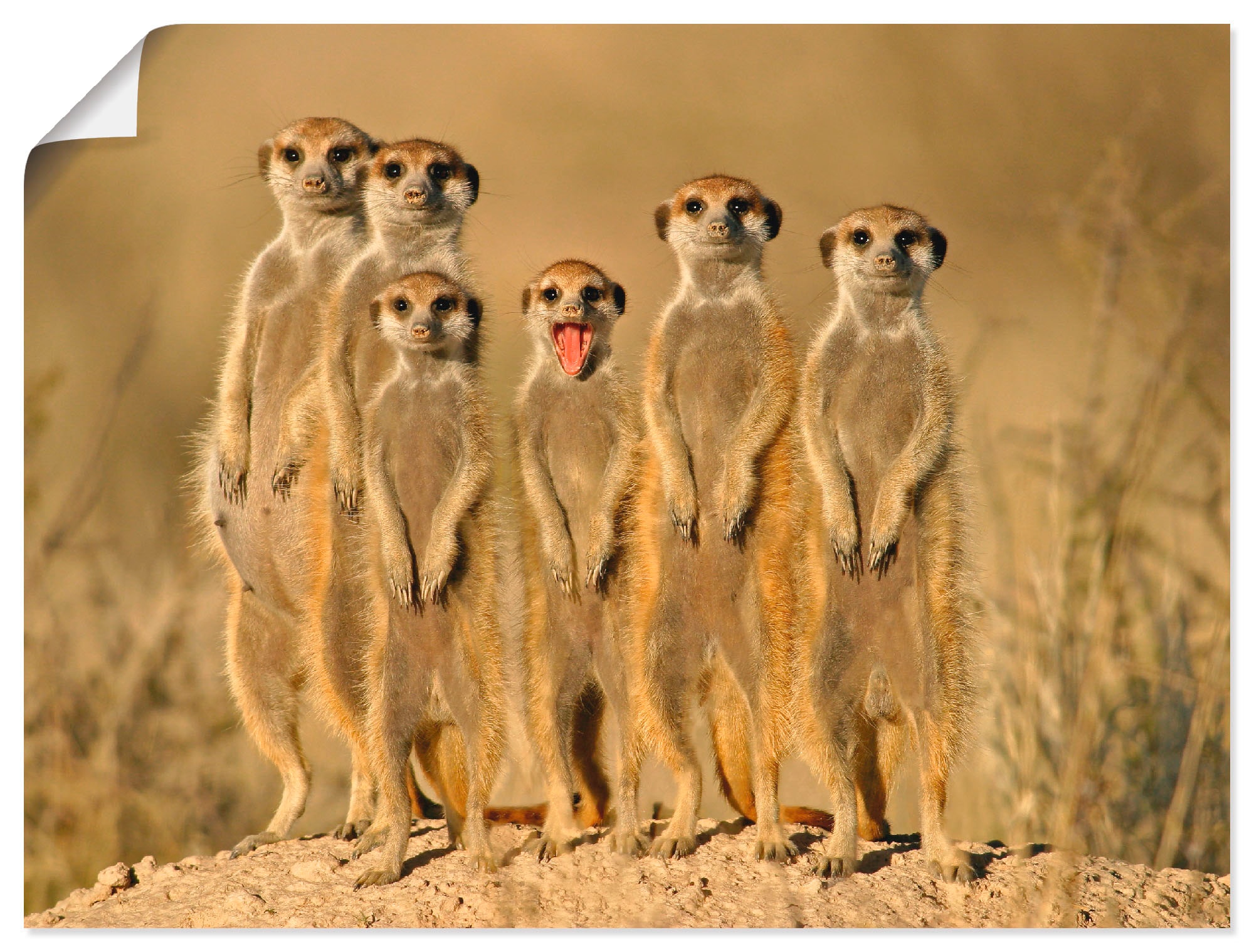 Image of Artland Poster "Erdmännchen Familie" Wildtiere 1 Stk. tlg. als Poster in verschied. Grössen
