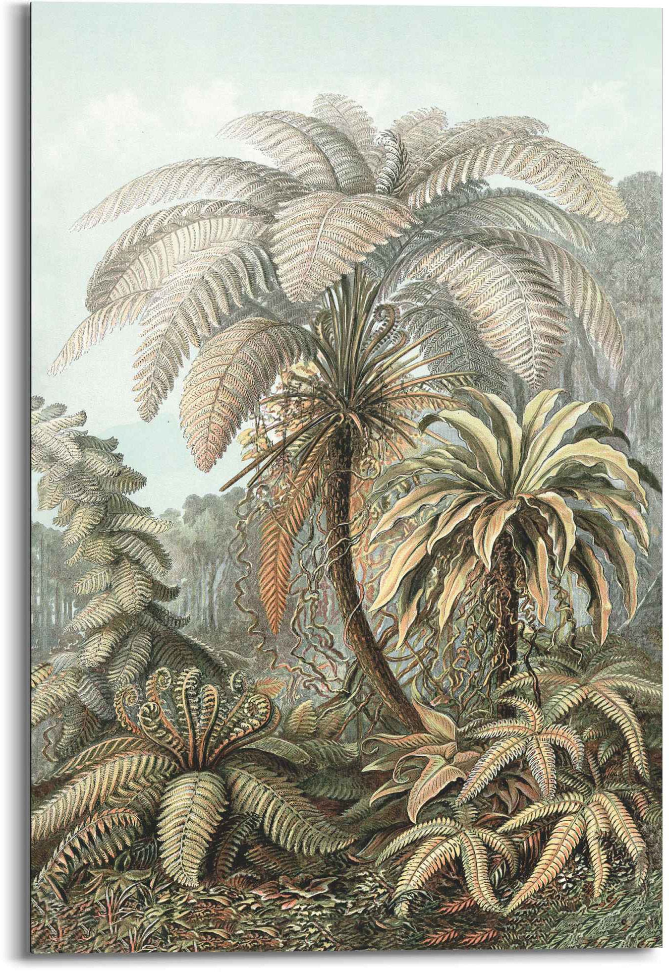 Reinders! Wandbild »Wandbild Art of Natur, - St.) Haeckel«, Ernst (1 Filicina kaufen Nature