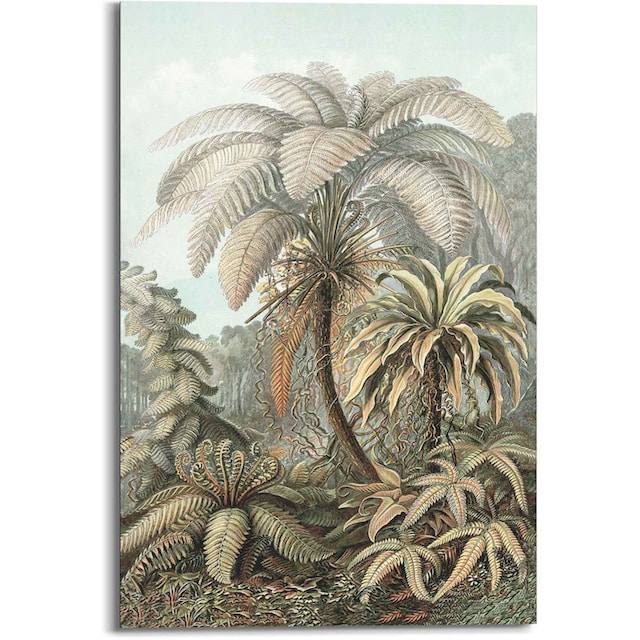Reinders! Wandbild »Wandbild Art of Nature Filicina - Ernst Haeckel«, Natur,  (1 St.) kaufen