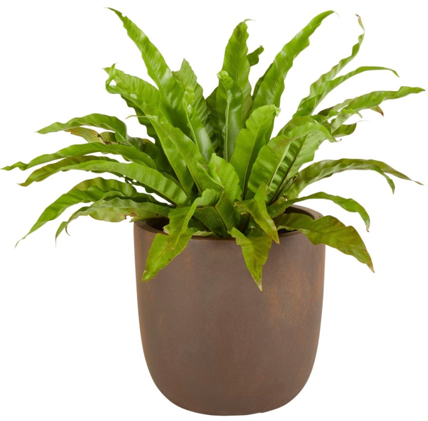 Image of Schneider Übertopf »Oxido«, (1 St.), Outdoorgeeignet bei Ackermann Versand Schweiz