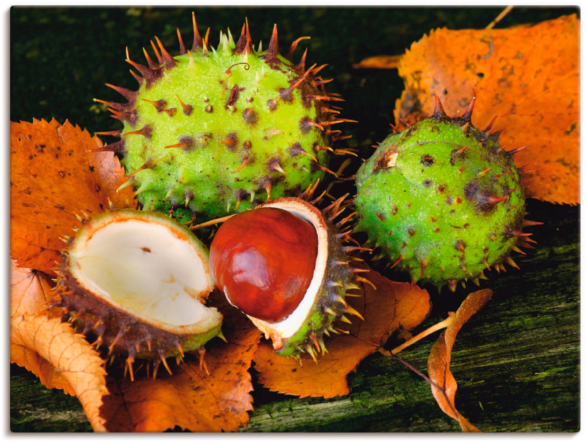 Image of Artland Wandbild »Kastanien«, Arrangements, (1 St.), in vielen Grössen & Produktarten -Leinwandbild, Poster, Wandaufkleber / Wandtattoo auch für Badezimmer geeignet bei Ackermann Versand Schweiz