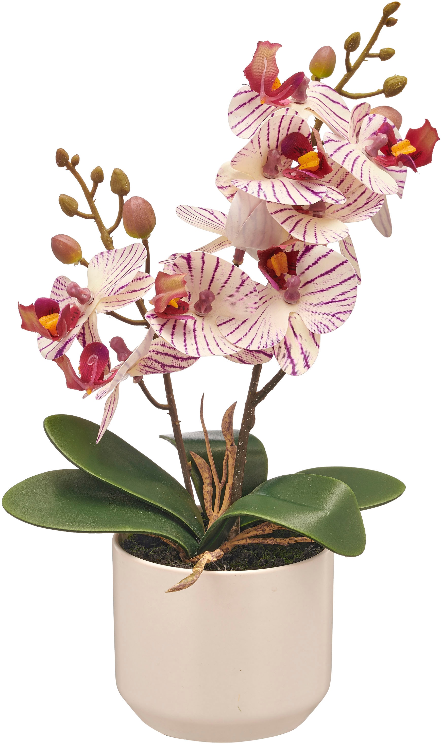 Creativ green Kunstorchidee »Orchidee Phalaenopsis«, mit real-touch-Blüten