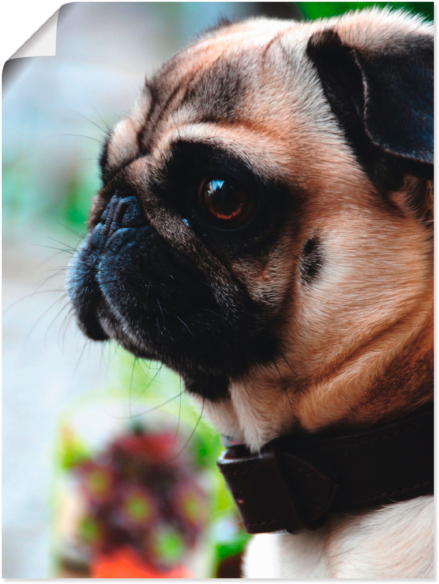 Image of Artland Wandbild »Mops«, Haustiere, (1 St.), in vielen Grössen & Produktarten -Leinwandbild, Poster, Wandaufkleber / Wandtattoo auch für Badezimmer geeignet bei Ackermann Versand Schweiz