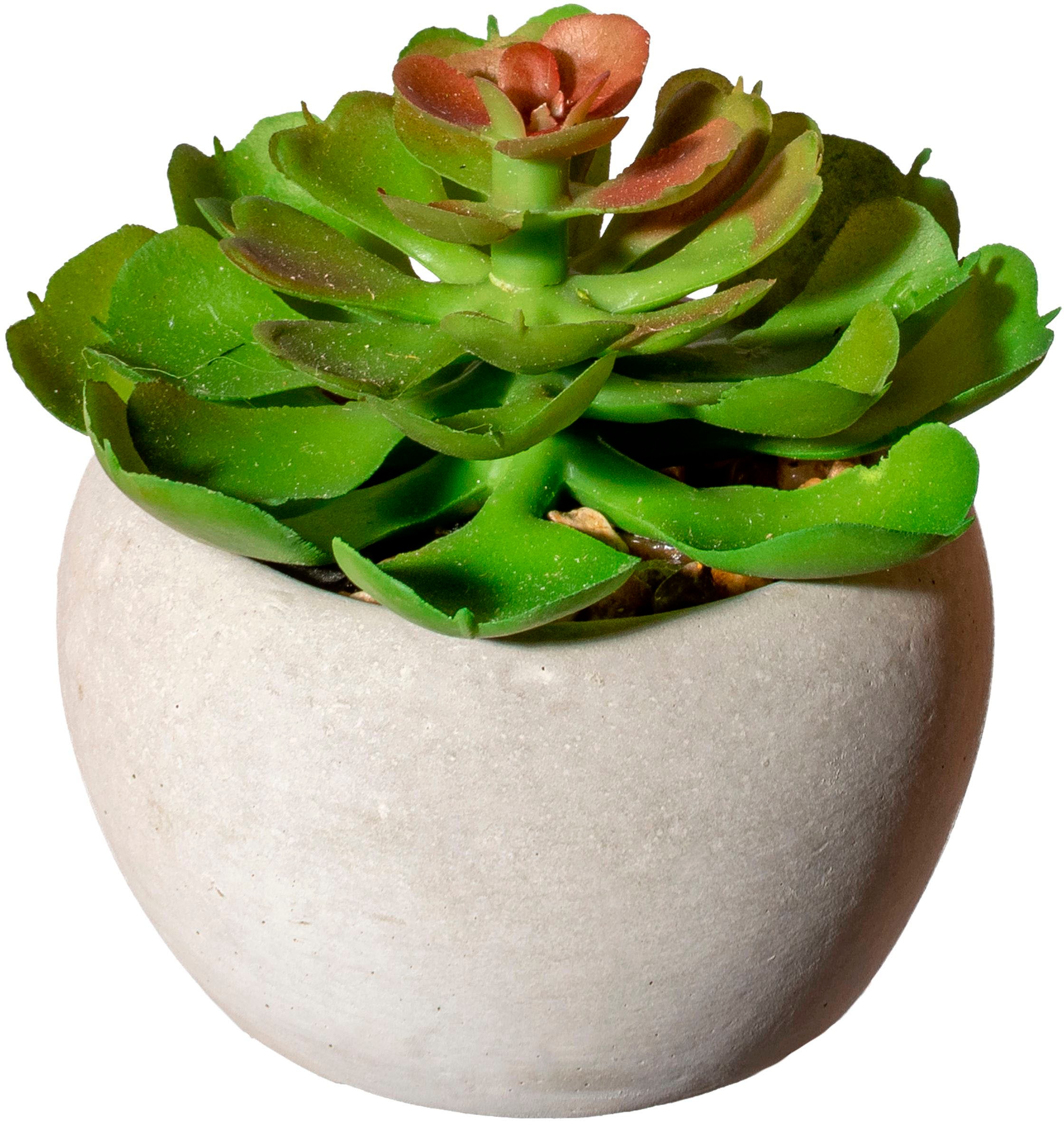 Creativ green Künstliche Zimmerpflanze »Sukkulenten« Deko-Pflanze im Zementtopf, 6er Set