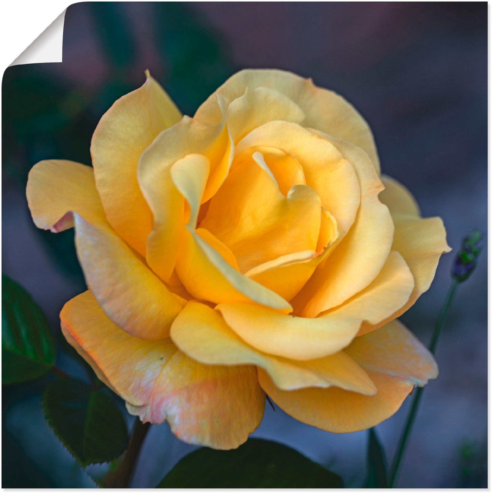 Image of Artland Poster "Gelbe Rose" Blumen 1 Stk. tlg. ohne Rahmen