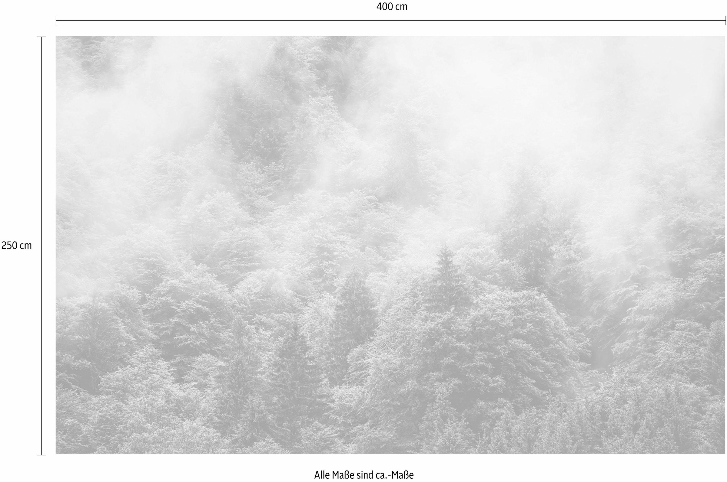 Komar Papier peint intissé »Digitaldruck Vlies -  Forest Land - Grösse 400 x 250 cm« imprimé Wohnzimmer, Schlafzimmer