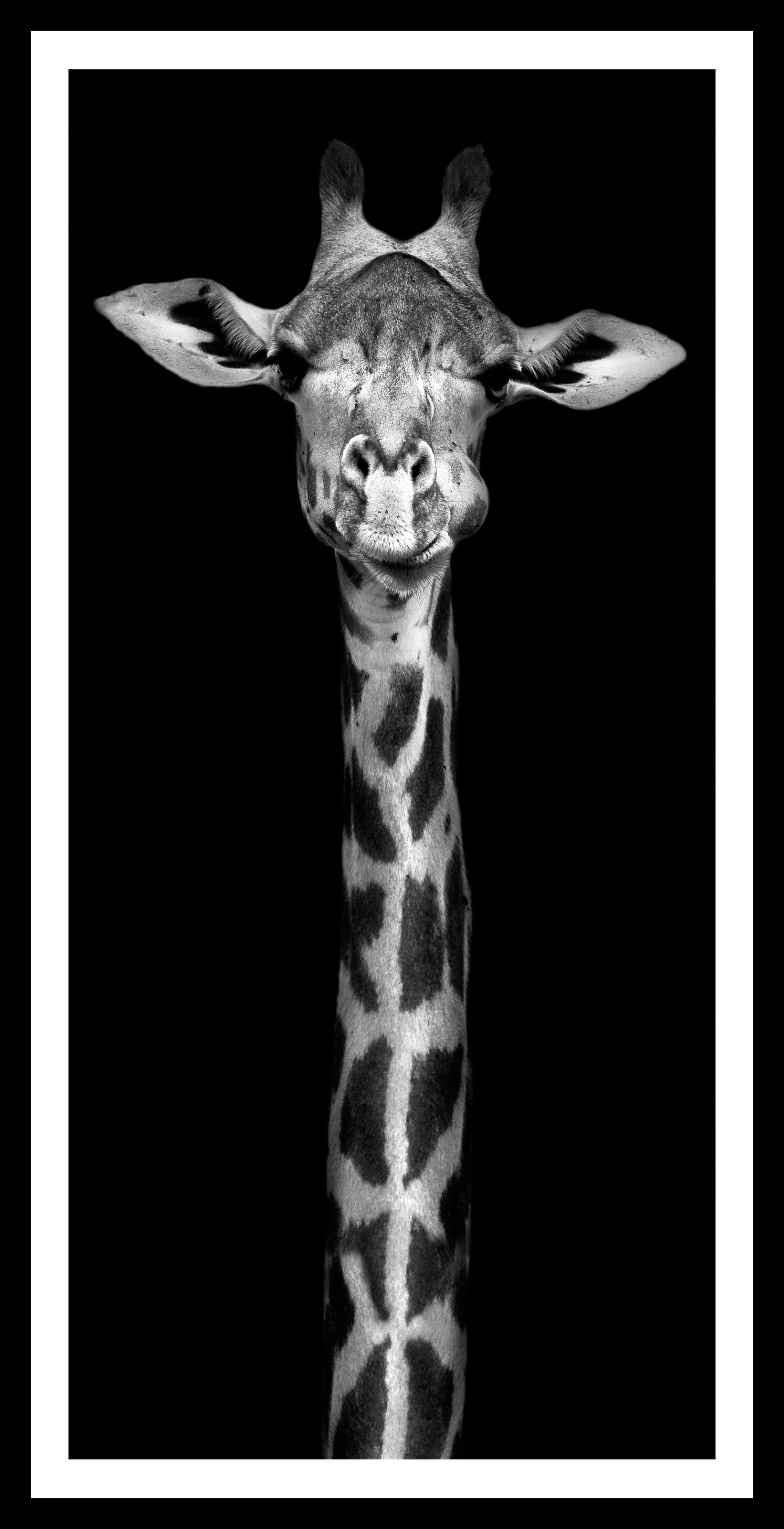Image of Spiegelprofi GmbH Bild »Giraffe«, hochwertiger Kunstdruck, Rahmen schwarz bei Ackermann Versand Schweiz