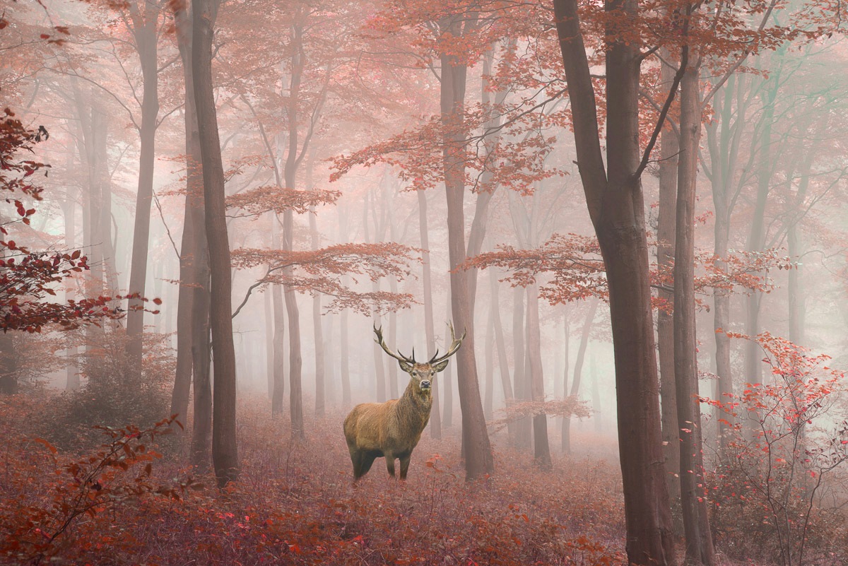 Image of Papermoon Fototapete »Hirsch in Wald«, Vliestapete, hochwertiger Digitaldruck, inklusive Kleister bei Ackermann Versand Schweiz