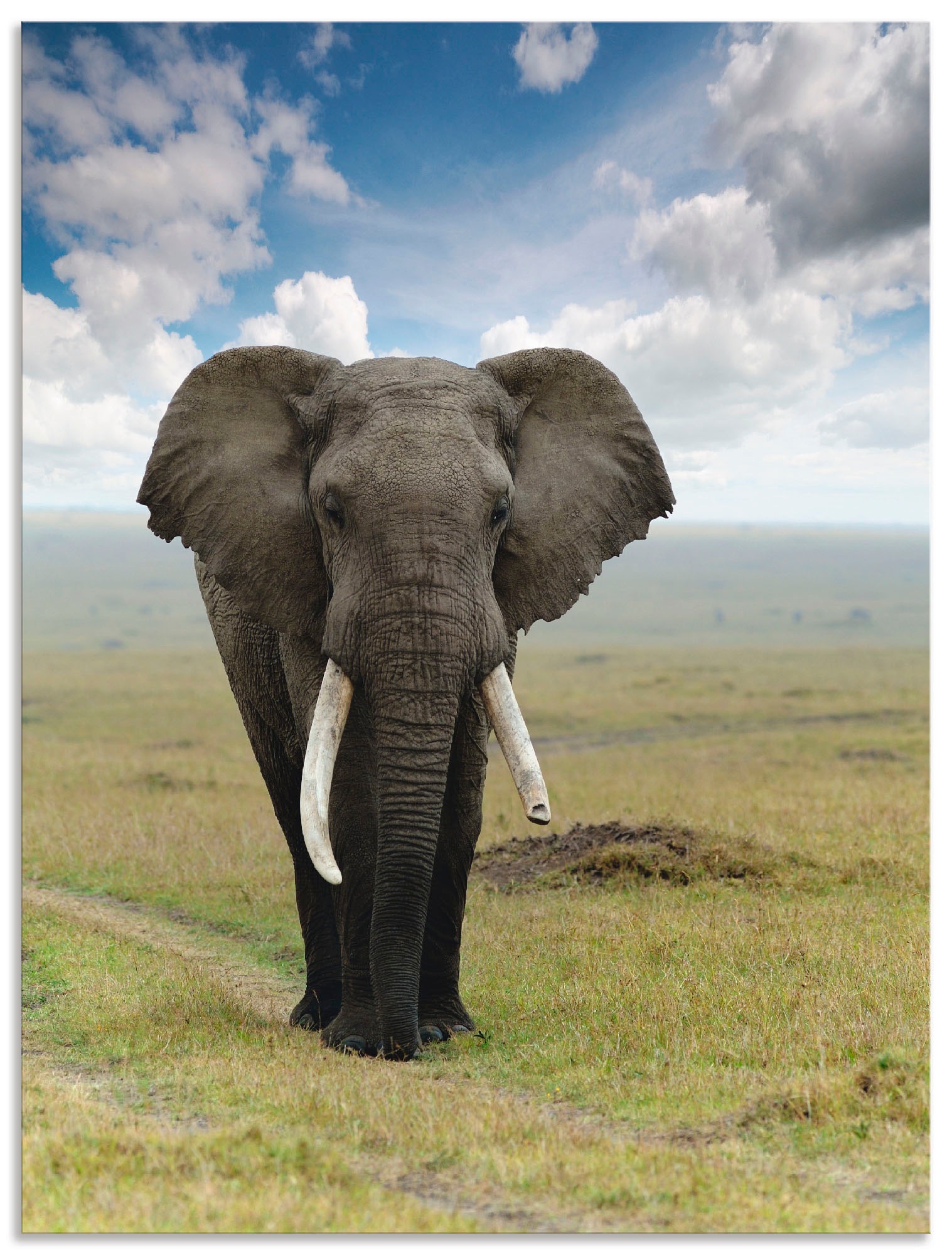 Image of Artland Wandbild "Elefant" Wildtiere 1 Stk. tlg. als Alubild, Leinwandbild in verschied. Grössen