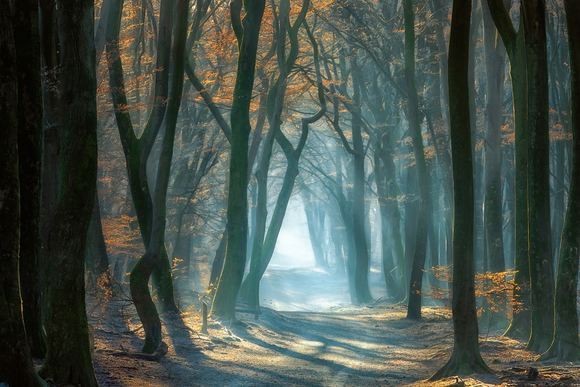 Image of Papermoon Fototapete »Photo-Art ELLEN BORGGREVE, KALTES LICHT IM WALD«, Vliestapete, hochwertiger Digitaldruck, inklusive Kleister bei Ackermann Versand Schweiz