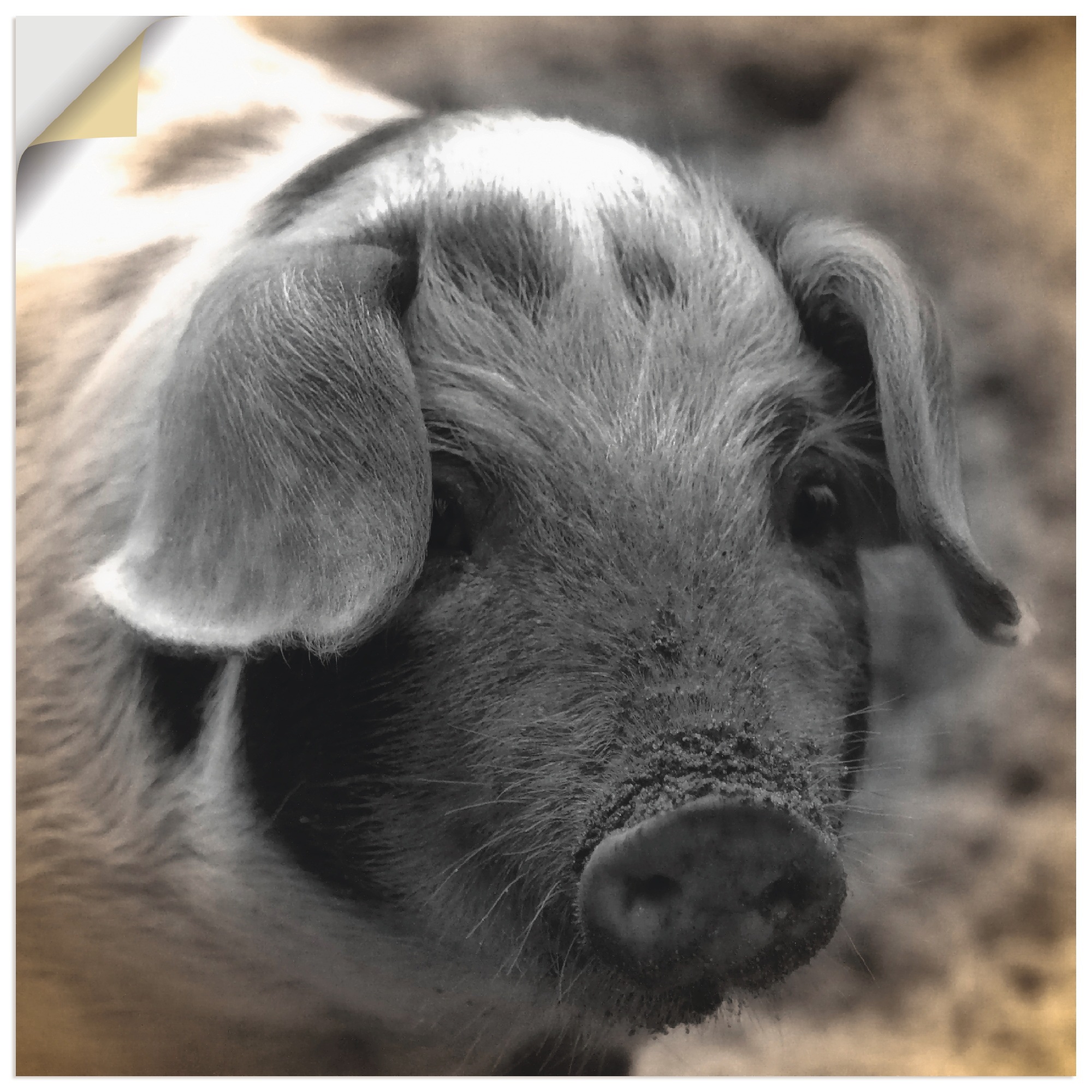 Image of Artland Wandbild »Ferkel Kontakt«, Haustiere, (1 St.), in vielen Grössen & Produktarten - Alubild / Outdoorbild für den Aussenbereich, Leinwandbild, Poster, Wandaufkleber / Wandtattoo auch für Badezimmer geeignet bei Ackermann Versand Schweiz