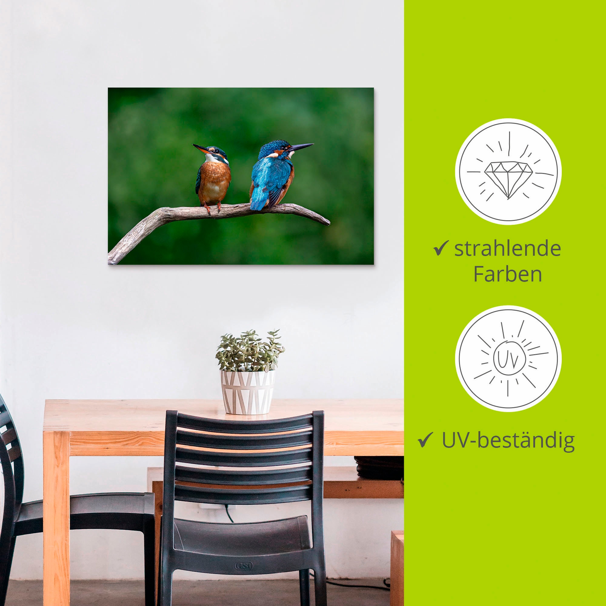Artland Wandbild »Zwei Eisvogel«, Vogelbilder, (1 St.), als Alubild, Outdoorbild, Poster in verschied. Grössen