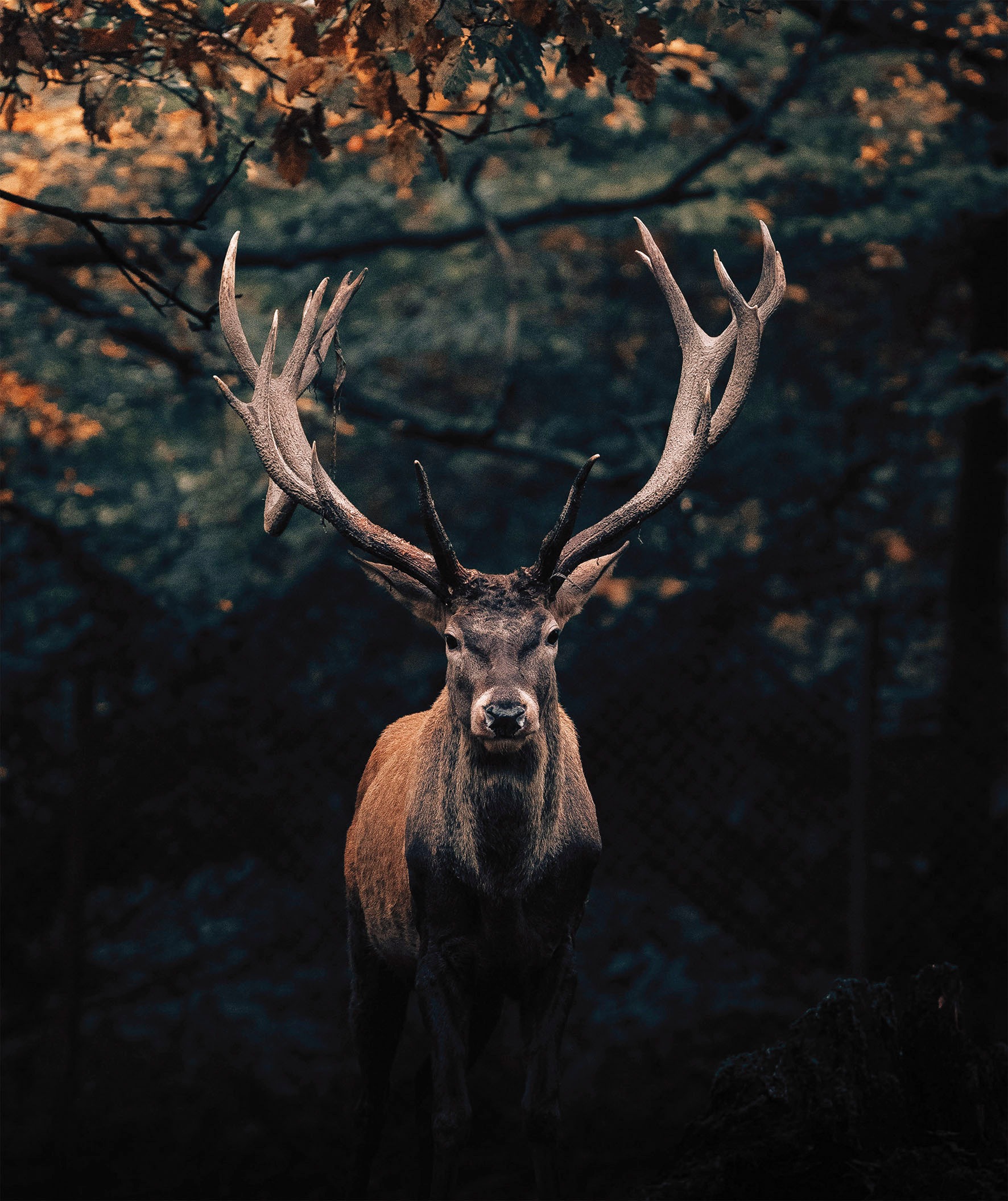 Image of Bönninghoff Leinwandbild "Wandbild HIRSCH IM WALD XXL 118x140 cm – Leinwandbild Keilrahmen Deko" Hirsch Hirschbilder Hirsche Natur Rehe Tiere Wald Wildtiere 1 Stk. tlg. auf Keilrahmen gespannt