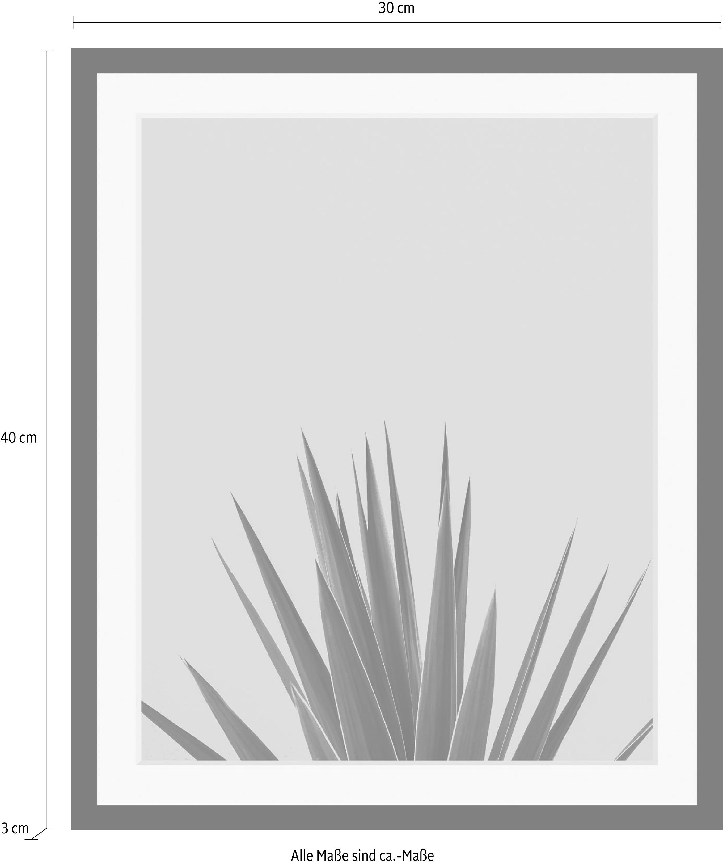 queence Bild »Palme« Foto | Kunst | Pflanzen | Pflanzenbilder | Stechpalme HD Premium Poster-Druck inkl. Holzrahmen