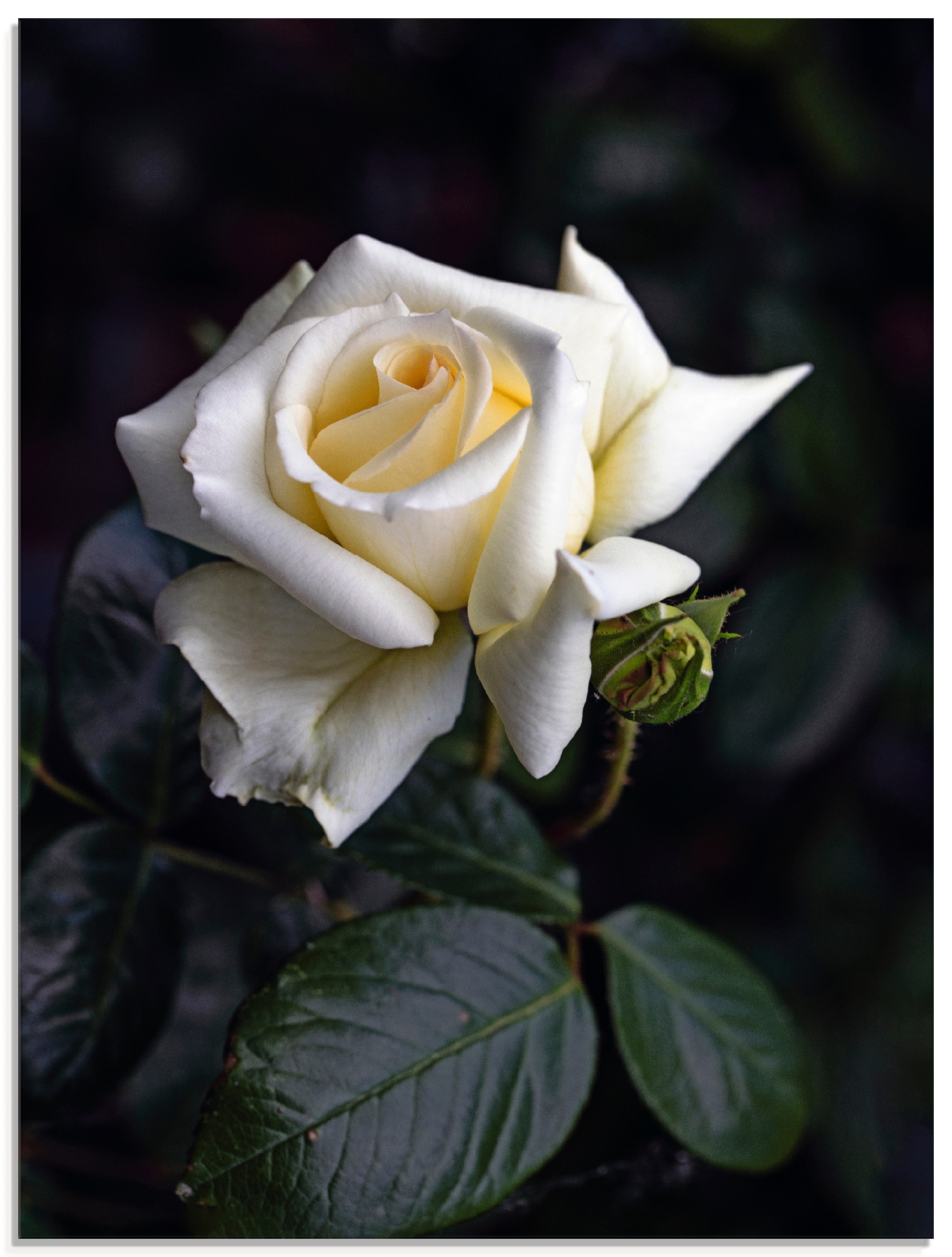 Image of Artland Glasbild "Weiss-gelbe Rose" Blumen 1 Stk. tlg. in verschiedenen Grössen