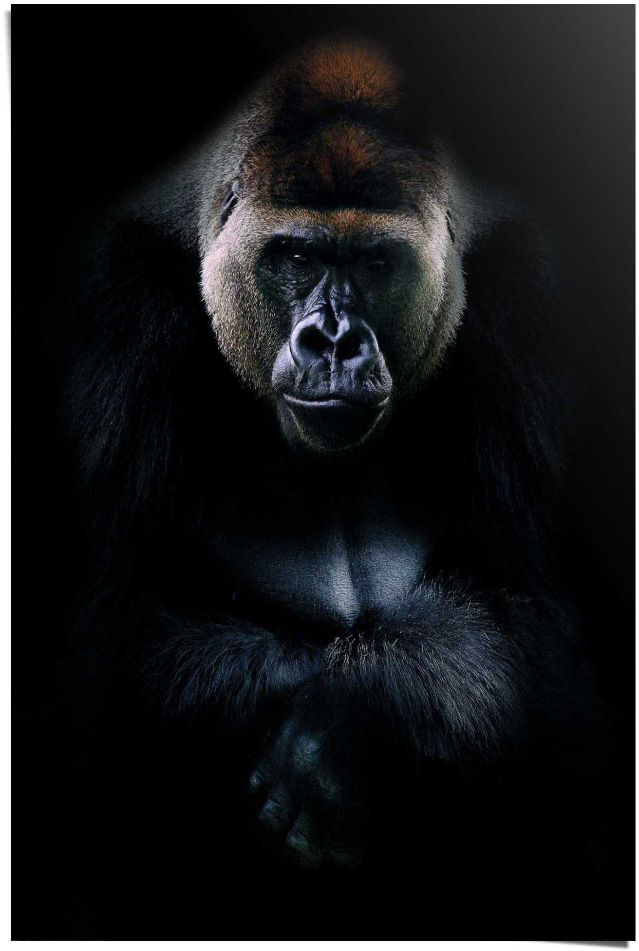 Image of Reinders! Poster »Gorilla Gorilla«, (1 St.) bei Ackermann Versand Schweiz